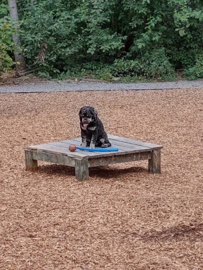 Hounds Hollow Dog Park - Bonney Lake, WA