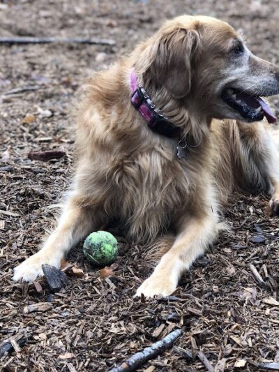 Hounds Hollow Dog Park - Bonney Lake, WA