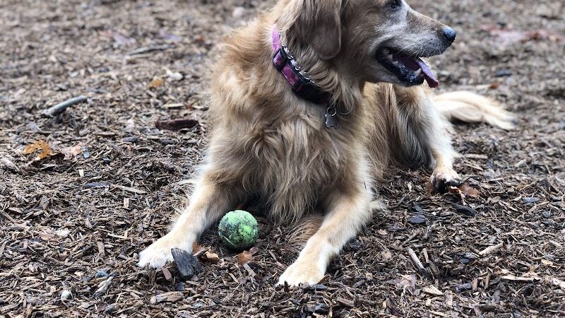 Hounds Hollow Dog Park - Bonney Lake, WA