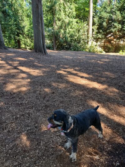 Viking Park, Off-leash Dog Park - Bonney Lake, WA