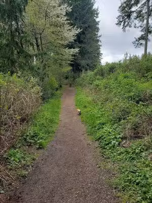 Viking Park, Off-leash Dog Park - Bonney Lake, WA