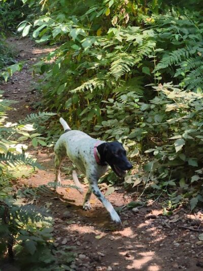 Viking Park, Off-leash Dog Park - Bonney Lake, WA