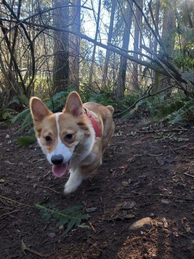 Viking Park, Off-leash Dog Park - Bonney Lake, WA