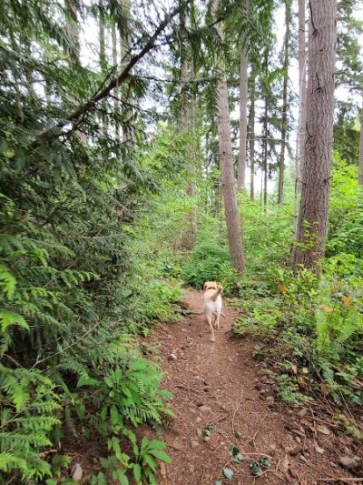 Viking Park, Off-leash Dog Park - Bonney Lake, WA