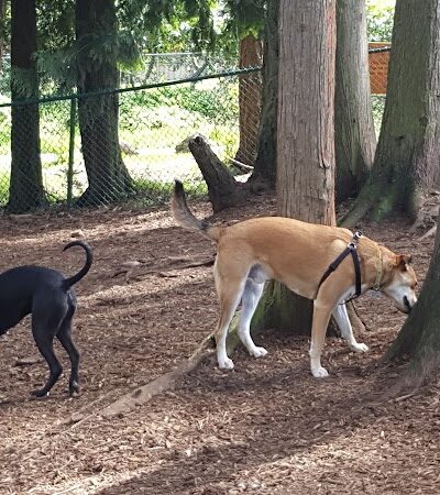 Viking Park, Off-leash Dog Park - Bonney Lake, WA