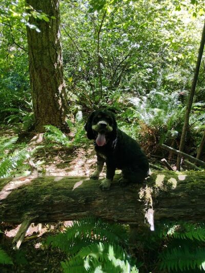 Viking Park, Off-leash Dog Park - Bonney Lake, WA