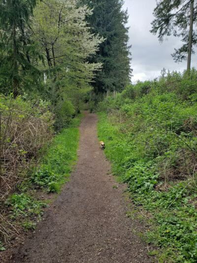 Viking Park, Off-leash Dog Park - Bonney Lake, WA