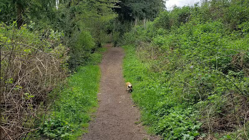 Viking Park, Off-leash Dog Park - Bonney Lake, WA