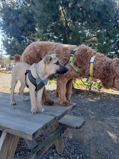 Humane Society Dog park - Boone, NC