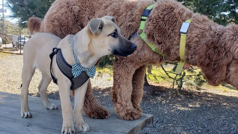 Humane Society Dog park - Boone, NC