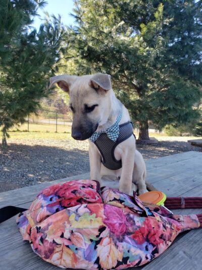 Humane Society Dog park - Boone, NC