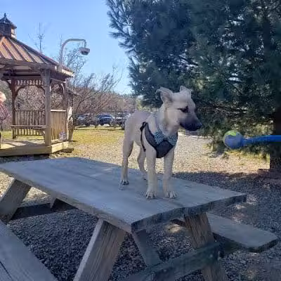 Humane Society Dog park - Boone, NC