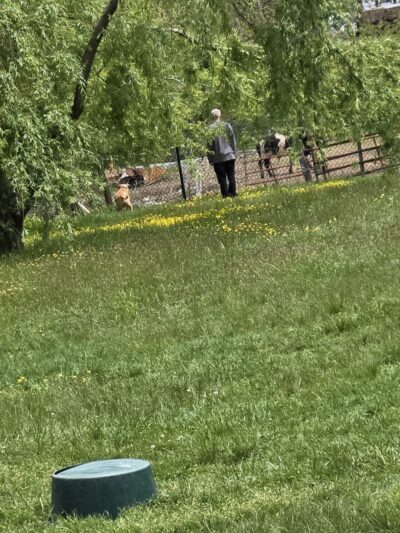 Humane Society Dog park - Boone, NC