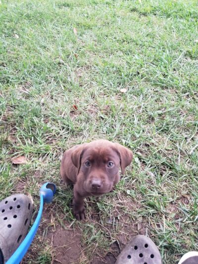 Humane Society Dog park - Boone, NC