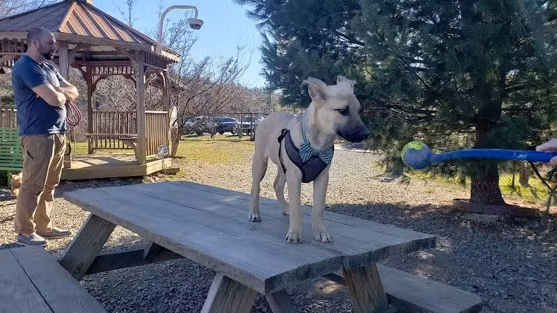 Humane Society Dog park - Boone, NC