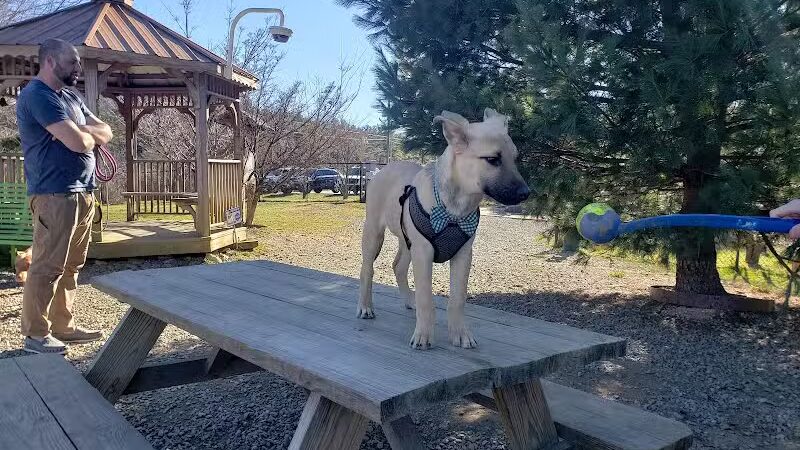 Humane Society Dog park - Boone, NC