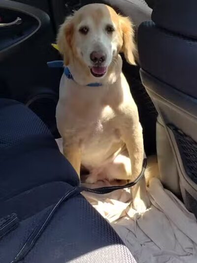 The Dog Spa - Boonton, NJ