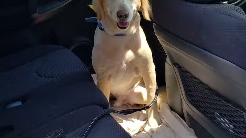 The Dog Spa - Boonton, NJ