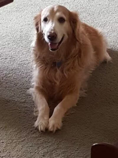 The Dog Spa - Boonton, NJ