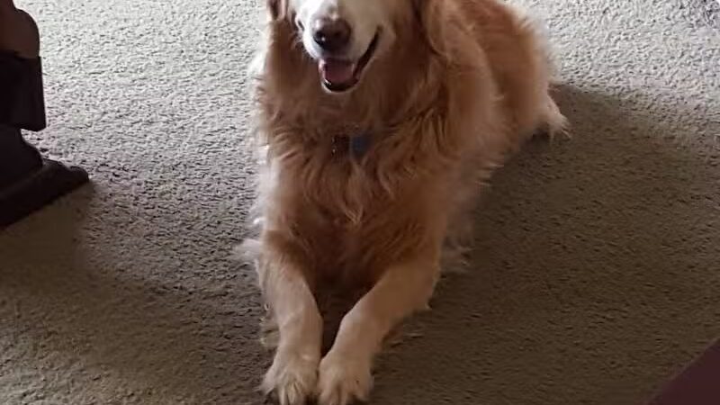 The Dog Spa - Boonton, NJ