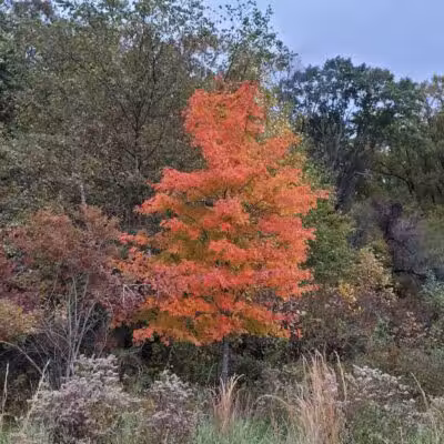 Crystal Lake Hiking Trails - Bordentown, NJ