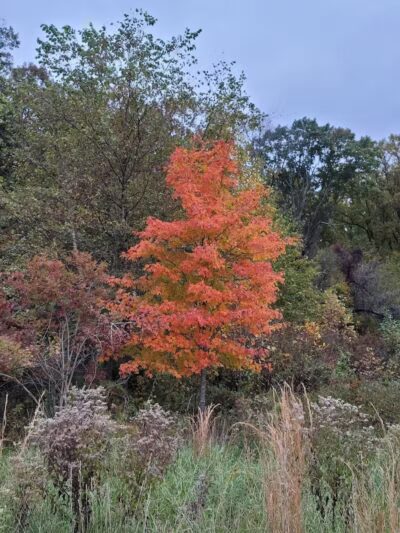 Crystal Lake Hiking Trails - Bordentown, NJ