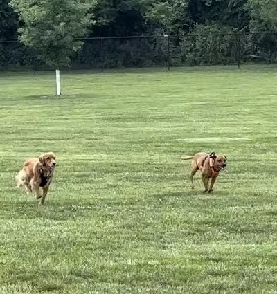 Bark Park at H.P. Thomas Park - Bowling Green, KY