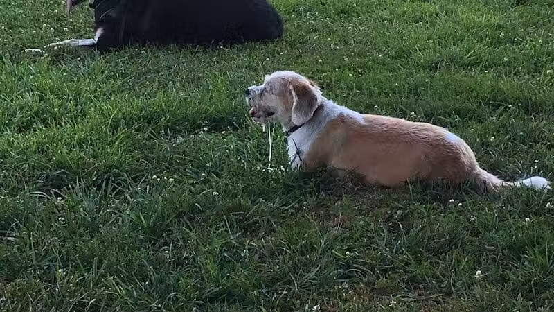Bark Park at H.P. Thomas Park - Bowling Green, KY