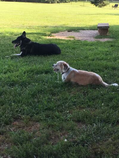Bark Park at H.P. Thomas Park - Bowling Green, KY