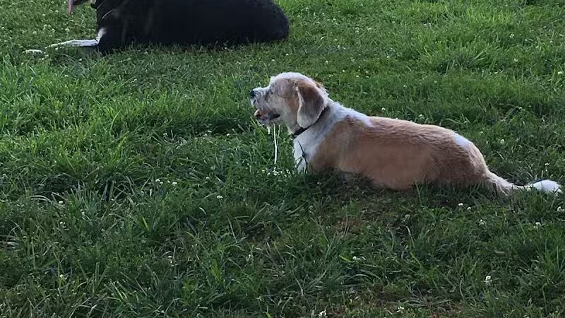 Bark Park at H.P. Thomas Park - Bowling Green, KY