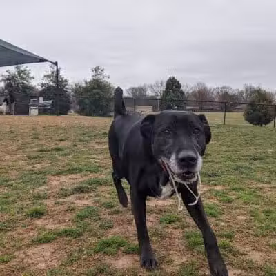 Bark Park at H.P. Thomas Park - Bowling Green, KY