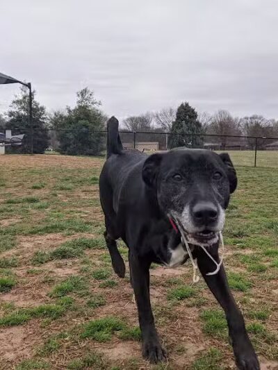 Bark Park at H.P. Thomas Park - Bowling Green, KY