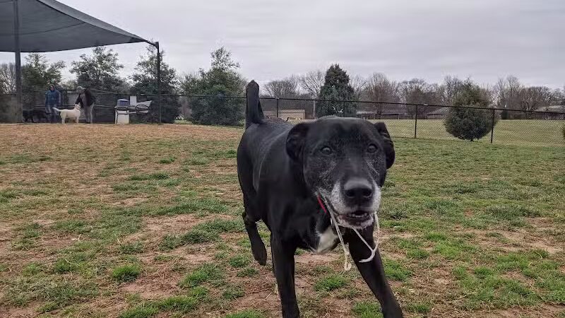 Bark Park at H.P. Thomas Park - Bowling Green, KY