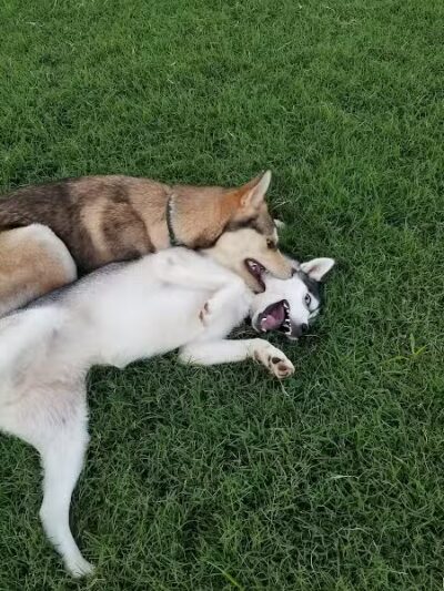 Bark Park at H.P. Thomas Park - Bowling Green, KY