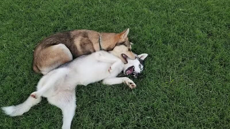 Bark Park at H.P. Thomas Park - Bowling Green, KY