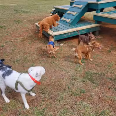 Bark Park at H.P. Thomas Park - Bowling Green, KY