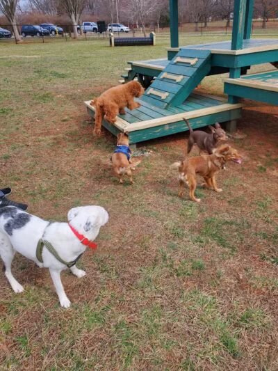 Bark Park at H.P. Thomas Park - Bowling Green, KY