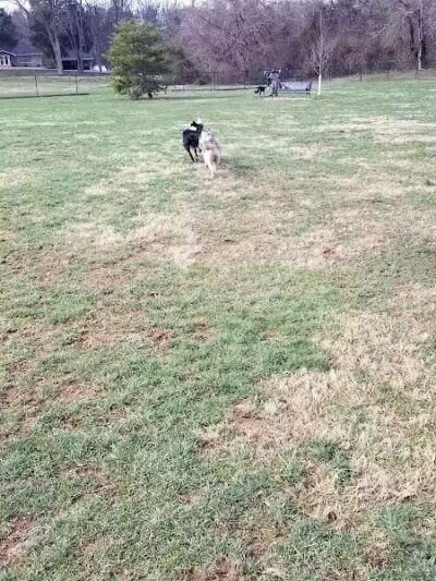 Bark Park at H.P. Thomas Park - Bowling Green, KY