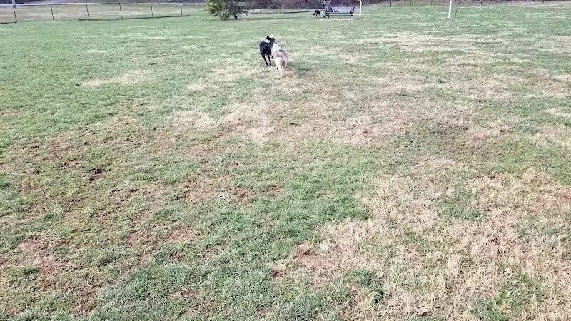 Bark Park at H.P. Thomas Park - Bowling Green, KY