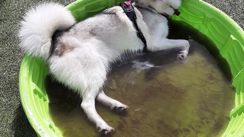 Bertha and Tony Saladino Park - Brandon, FL