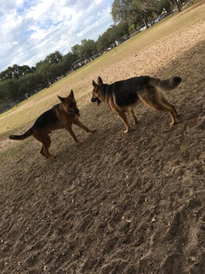 Bertha and Tony Saladino Park - Brandon, FL