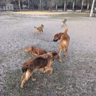 Saladino Dog Park - Brandon, FL
