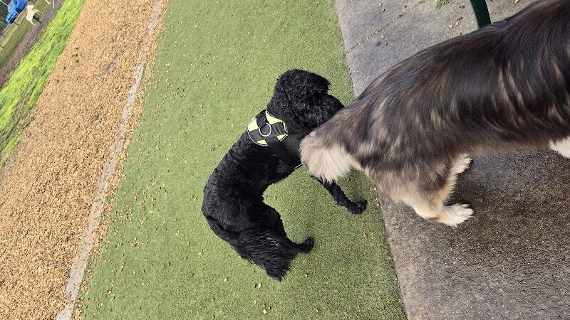 Saladino Dog Park - Brandon, FL