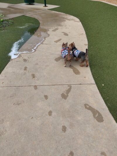 Saladino Dog Park - Brandon, FL