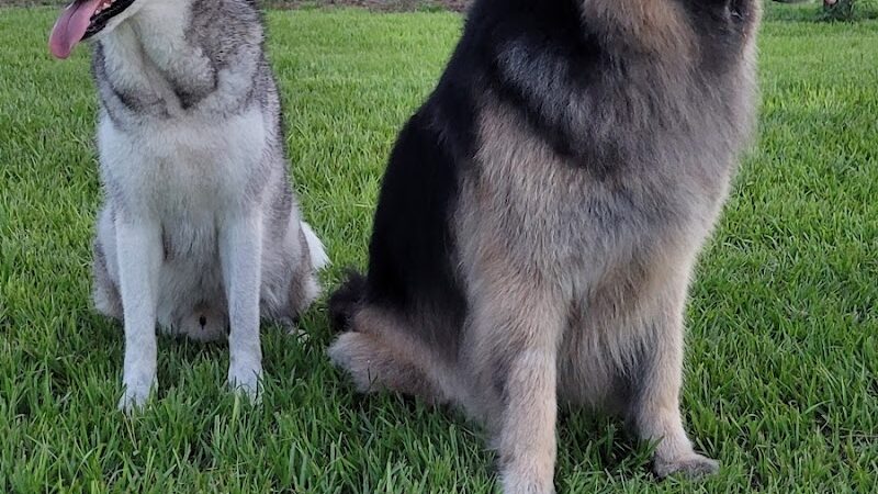 Saladino Dog Park - Brandon, FL