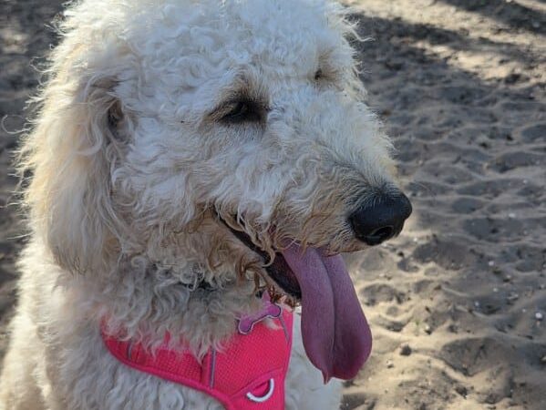 Saladino Dog Park - Brandon, FL