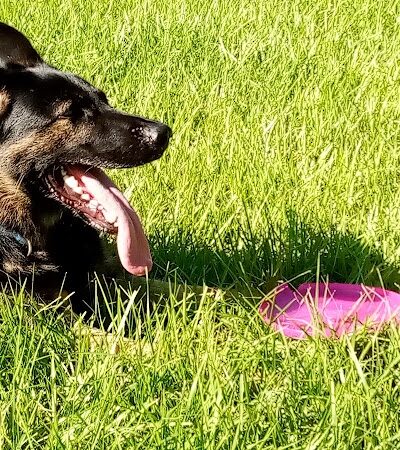 Saladino Dog Park - Brandon, FL