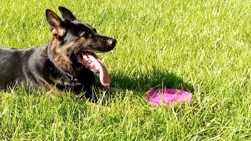 Saladino Dog Park - Brandon, FL