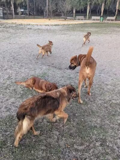Saladino Dog Park - Brandon, FL
