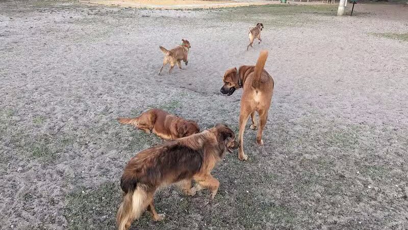 Saladino Dog Park - Brandon, FL